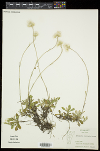 Antennaria howellii subsp. canadensis image