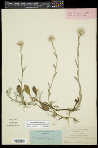 Antennaria parlinii subsp. fallax image