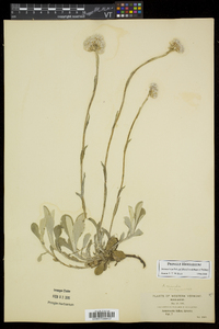 Antennaria parlinii subsp. fallax image