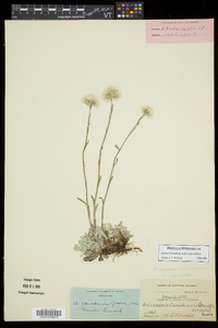 Antennaria howellii subsp. neodioica image