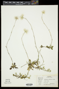 Antennaria neglecta image