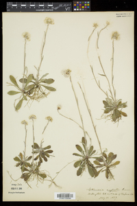 Antennaria neglecta image