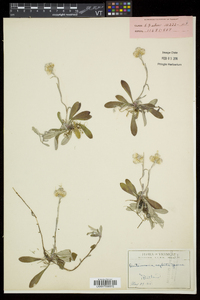 Antennaria neglecta image