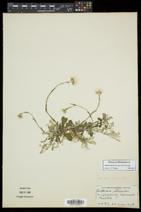 Antennaria howellii subsp. petaloidea image