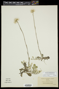 Antennaria howellii subsp. petaloidea image