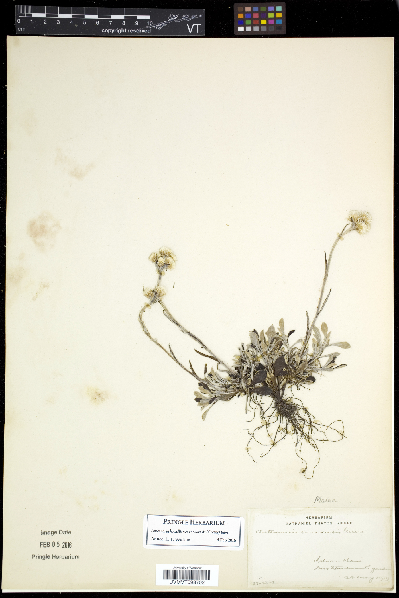 Antennaria howellii subsp. canadensis image