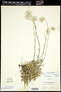 Antennaria howellii subsp. canadensis image