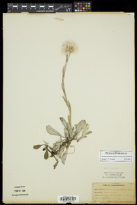 Antennaria parlinii subsp. fallax image