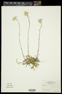 Antennaria neglecta image