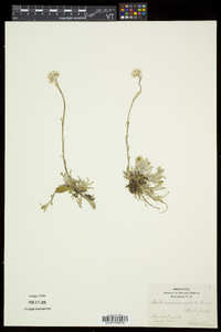 Antennaria neglecta image