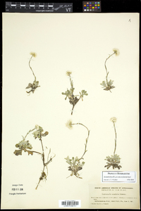 Antennaria howellii subsp. neodioica image