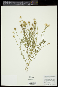 Anthemis arvensis image