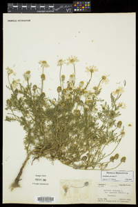 Anthemis arvensis image