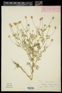 Anthemis cotula image