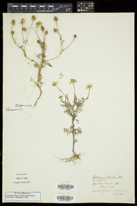 Anthemis cotula image