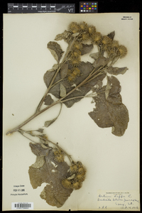 Arctium lappa image