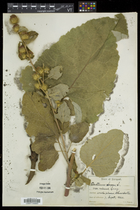 Arctium lappa image