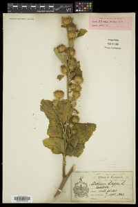 Arctium minus image