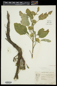 Arctium minus image