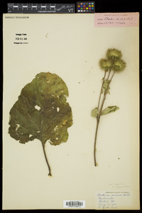 Arctium lappa image