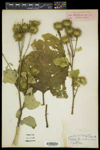 Arctium lappa image