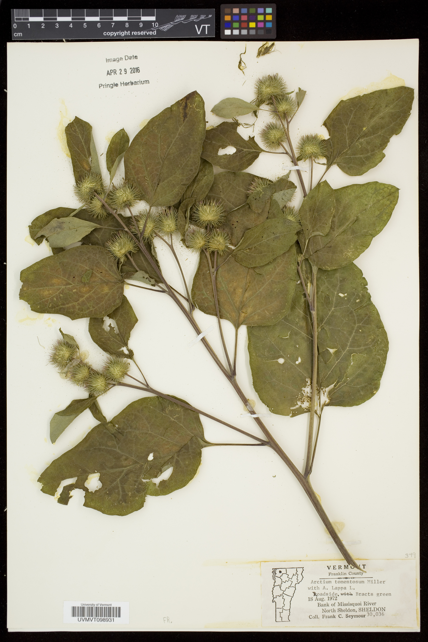 Arctium tomentosum image