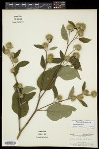 Arctium minus image