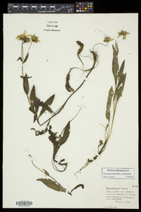 Arnica lanceolata subsp. lanceolata image