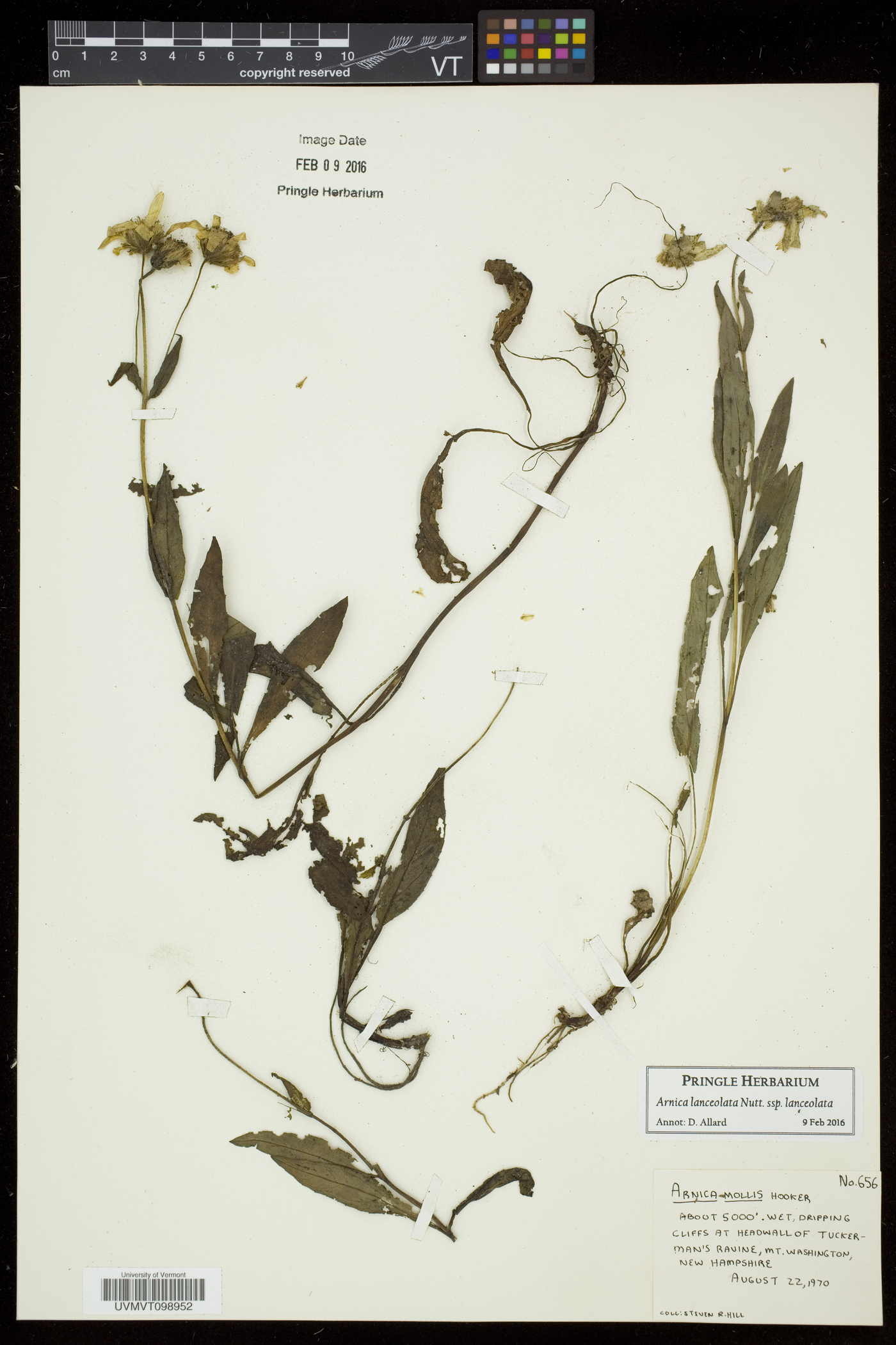 Arnica lanceolata image