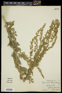 Artemisia absinthium image