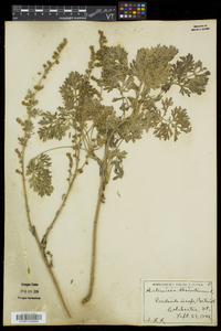 Artemisia absinthium image