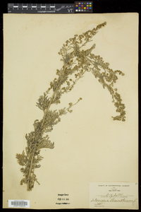 Artemisia absinthium image