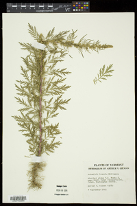 Artemisia biennis image