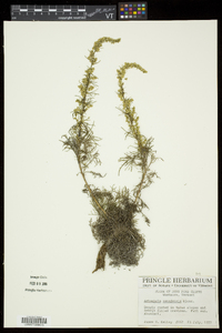 Artemisia campestris image