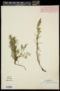 Artemisia campestris image