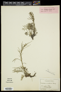 Artemisia campestris subsp. canadensis image