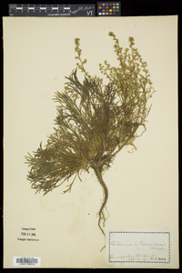 Artemisia campestris image