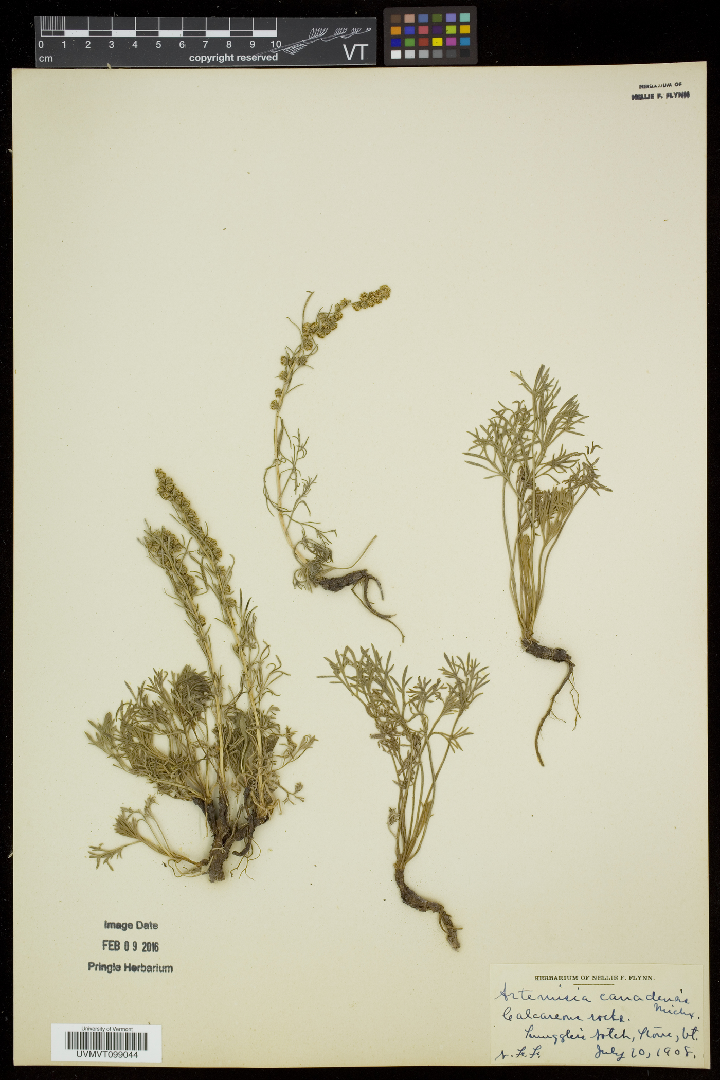 Artemisia campestris subsp. canadensis image