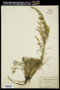 Artemisia campestris image