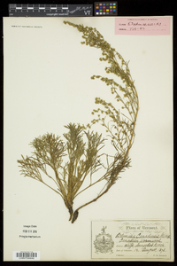 Artemisia campestris subsp. canadensis image