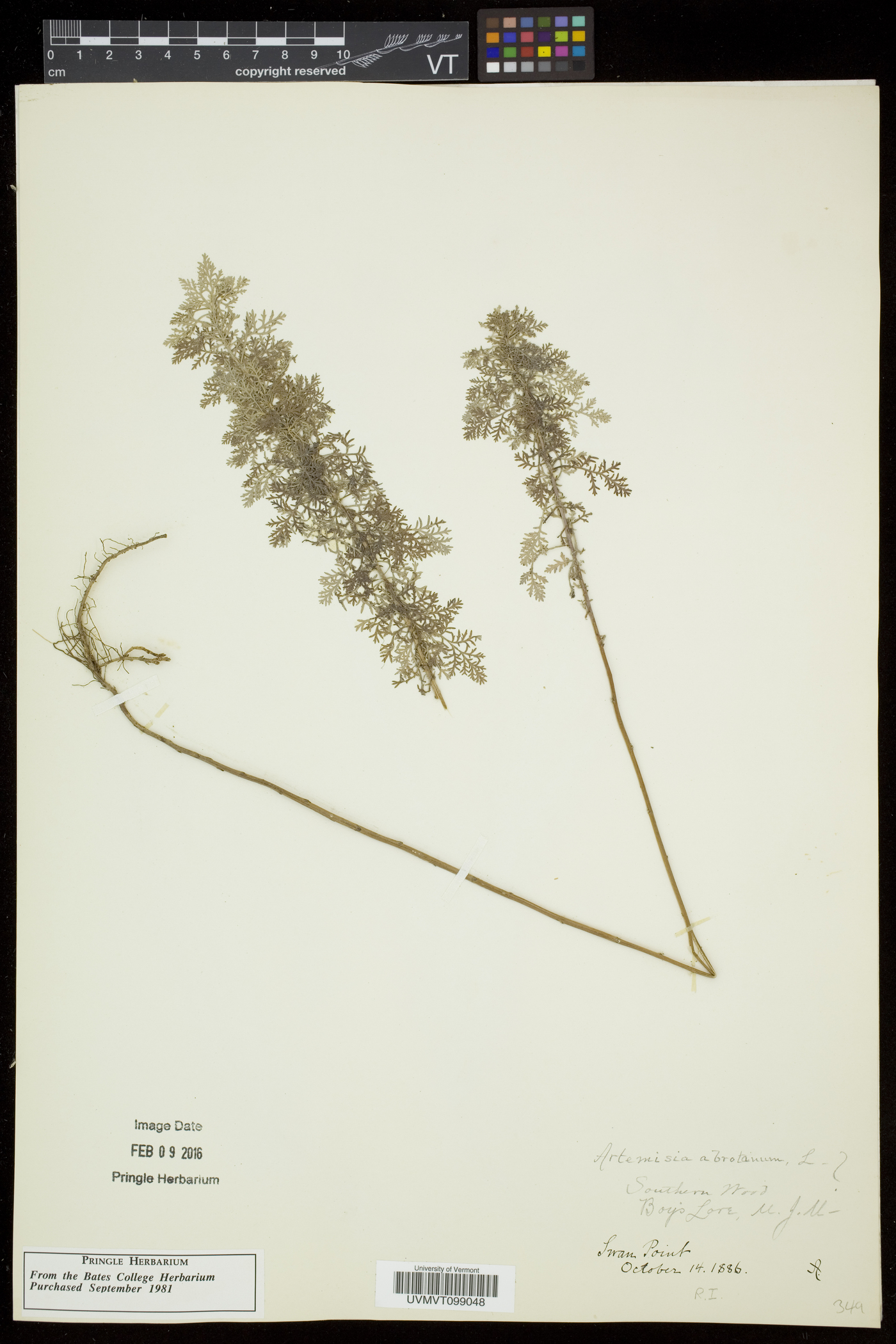 Artemisia abrotanum image