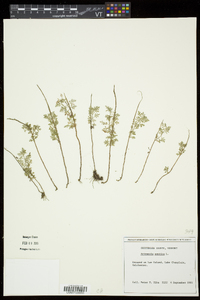 Artemisia pontica image