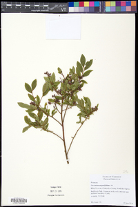 Vaccinium angustifolium image