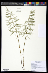 Equisetum sylvaticum image