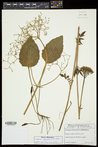 Valeriana uliginosa image