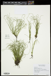 Equisetum scirpoides image