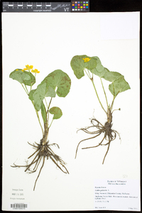 Caltha palustris image