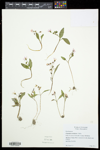 Claytonia caroliniana image