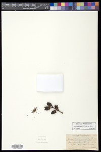 Aureolaria flava var. flava image