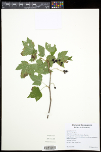 Ribes hirtellum image